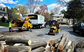 Best Tree Disease Treatment  in Crossville, TN