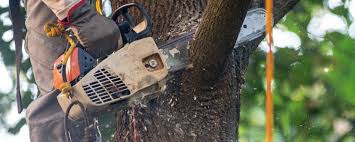 Reliable Crossville, TN Tree Removal Solutions