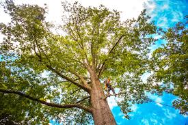 Best Storm Damage Tree Cleanup  in Crossville, TN