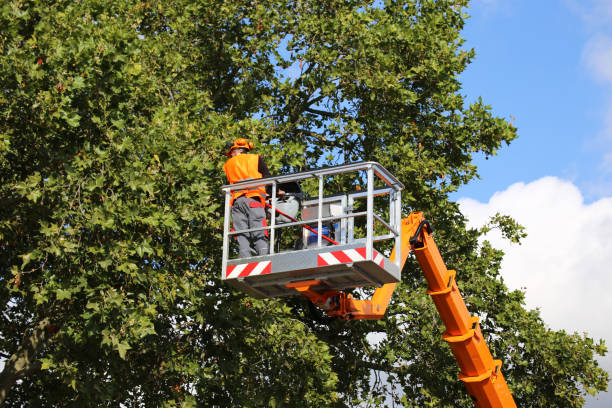 Best Pest Control for Lawns  in Crossville, TN