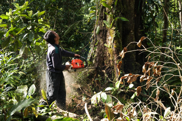 Best Tree Preservation Services  in Crossville, TN
