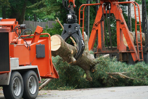 Best Organic Lawn Care Solutions  in Crossville, TN